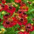 Helenium autumnale ´Mariachi Siesta´®