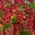 Helenium autumnale ´Mariachi Siesta´®