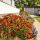 Helenium autumnale ´Mariachi Siesta´®