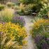 Helenium autumnale ´Mariachi Sombrero´®