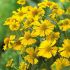Helenium autumnale ´Mariachi Sombrero´®