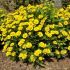 Helenium autumnale ´Mariachi Sombrero´®