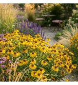 Helenium autumnale ´Mariachi Sombrero´®