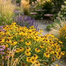 Helenium autumnale ´Mariachi Sombrero´®