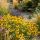 Helenium autumnale ´Mariachi Sombrero´®
