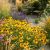 Helenium autumnale ´Mariachi Sombrero´®