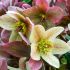 Helleborus 'Candy Love'®