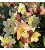 Helleborus 'Candy Love'®