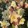 Helleborus 'Candy Love'®