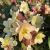Helleborus 'Candy Love'®