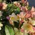 Helleborus 'Candy Love'®