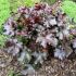 Heuchera 'Black Forest Cake'®