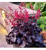 Heuchera 'Black Forest Cake'®