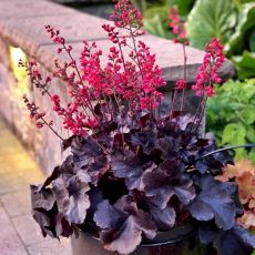 Heuchera 'Black Forest Cake'®