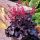 Heuchera 'Black Forest Cake'®