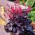 Heuchera 'Black Forest Cake'®