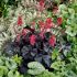 Heuchera 'Black Forest Cake'®