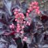 Heuchera 'Black Forest Cake'®