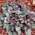 Heuchera 'Glitter'®
