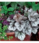 Heuchera 'Glitter'®