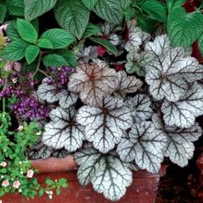 Heuchera 'Glitter'®