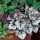 Heuchera 'Glitter'®