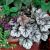 Heuchera 'Glitter'®