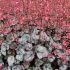 Heuchera 'Glitter'®