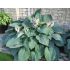 Hosta ´Big Daddy´