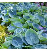 Hosta ´Big Daddy´