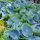 Hosta ´Big Daddy´