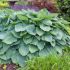 Hosta ´Big Daddy´