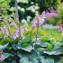 Hosta ´Big Daddy´