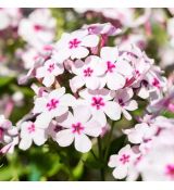 Phlox paniculata ´Early White Eye´