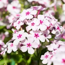 Phlox paniculata ´Early White Eye´