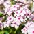 Phlox paniculata ´Early White Eye´