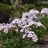 Phlox paniculata ´Early White Eye´