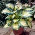 Hosta sieboldiana 'Great Expectations'