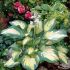 Hosta sieboldiana 'Great Expectations'