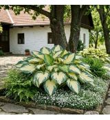 Hosta sieboldiana 'Great Expectations'