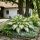 Hosta sieboldiana 'Great Expectations'