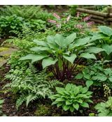 Hosta ´Purple Heart´