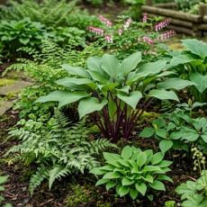 Hosta ´Purple Heart´