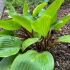 Hosta ´Purple Heart´