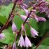 Hosta ´Purple Heart´