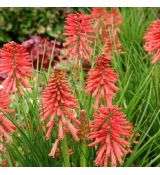 Kniphofia ´Poco Red´ Ⓡ