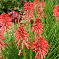 Kniphofia ´Poco Red´ Ⓡ