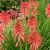 Kniphofia ´Poco Red´ Ⓡ