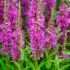Lythrum salicaria ´Robin´®