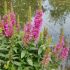 Lythrum salicaria ´Robin´®